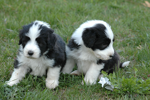 two adorable, bearded collie puppies sitting on the grass waiting for mom