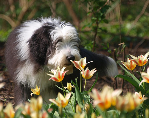 bearded collie out and about smelling flowers
