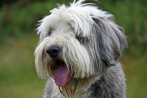 close up picture of the beautiful, bearded collie