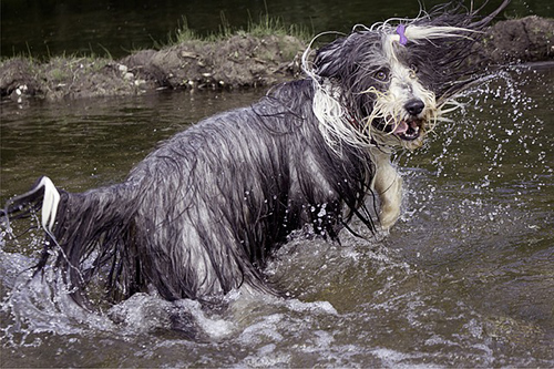 bearded collie prancing and enjoying itself in the lake