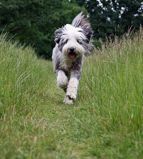 bearded collie showing off its gait on a long grass trail