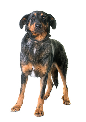 beauceron dog standing still and looking perplexed