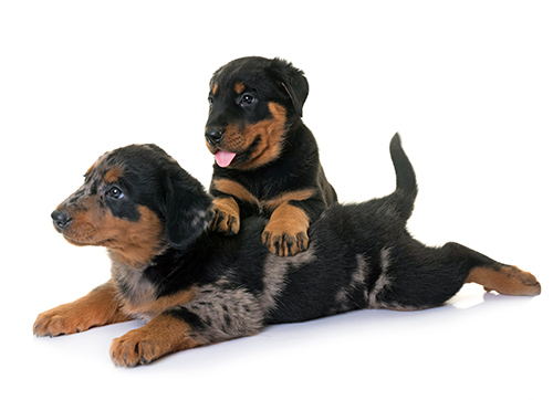 two adorable beauceron puppies playing together