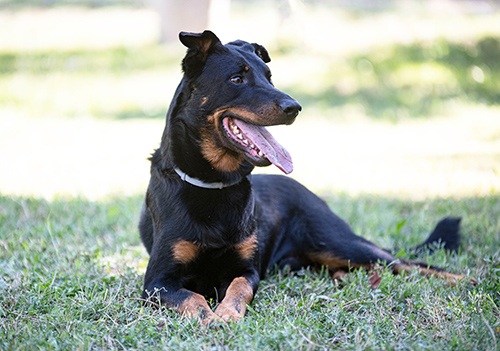 beauceron relaxing in the shade on a patch of grass