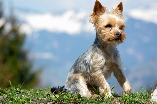 beautiful Yorkshire Terrier sitting