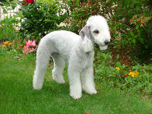 bedlington terrier standing in the yard looking to play