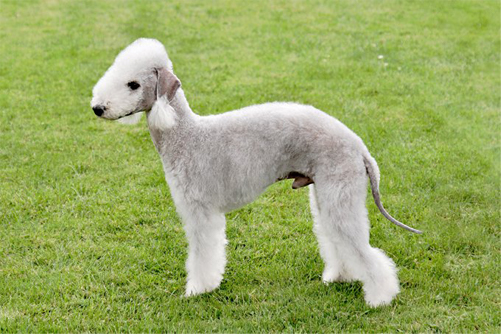 bedlington terrier in all its glory