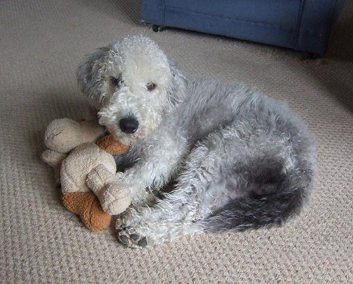 bedlington terrier puppy laying down with its favorite toy