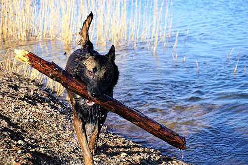 belgian malinois running with a log in its mouth near a lake