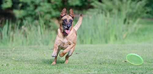 belgian malinois playing with a frisbee