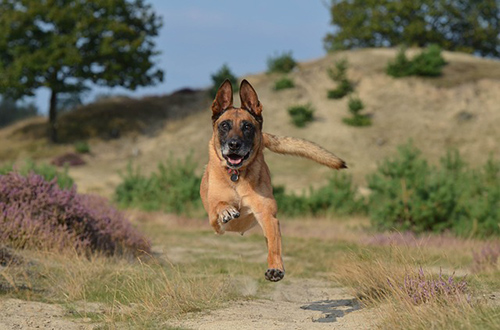 belgian malinois lifespan