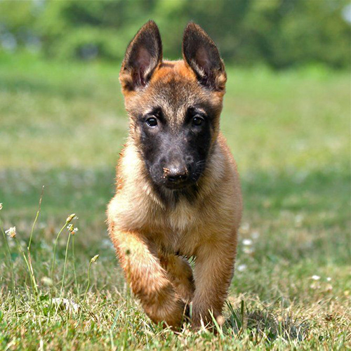 belgian malinois puppy jogging by itself