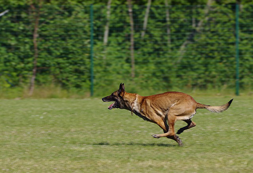 belgian malinois in full sprint showing its stamina and endurance