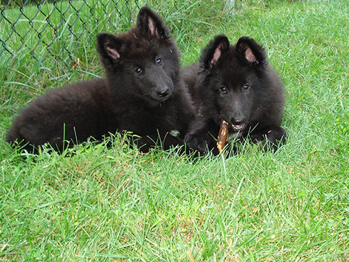 Two belgian sheepdog puppies cuddling together on the grass