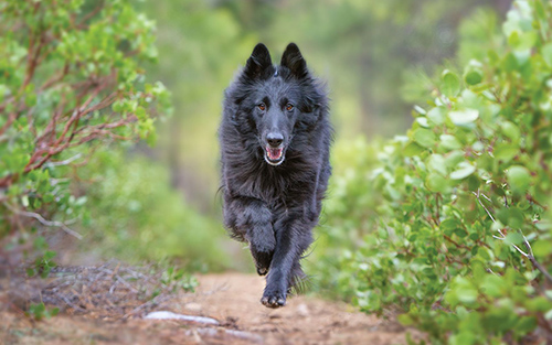 belgian sheepdog running straight at you