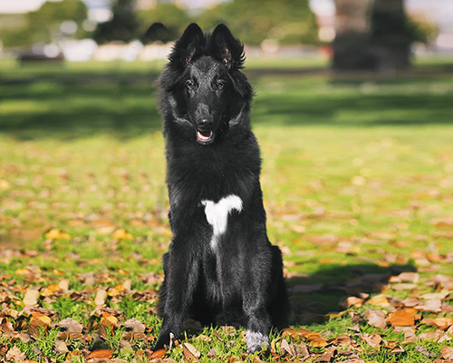 belgian sheepdog with a little white on his chest sitting in the park