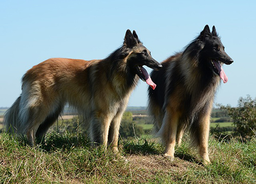 two belgian tervuren standing together on a grassy hill