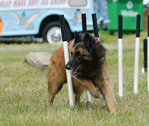 belgian tervuren competing in agility competition