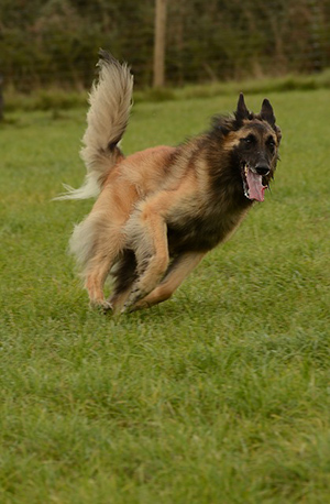 belgian tervuren sprinting in the park