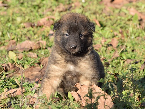 cute belgian tervuren puppy sitting on the grass