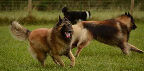 two belgian tervuren running in an open grass field showing off how energetic they are