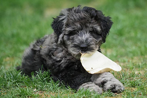 bergamasco puppy enjoying a delicious treat while resting on the grass