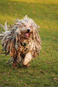 bergamasco on a run in the park and long dreadlock hair type shaking