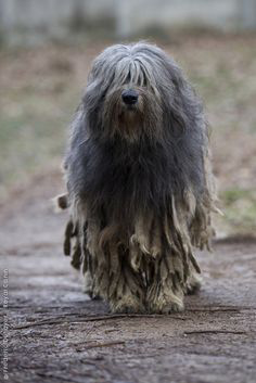 bergamasco shepherd dog standing on the trail about to get to work