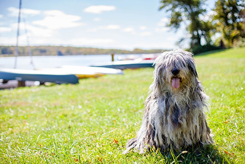 bergamasco sitting on the grass on a hot day with a lake and boats in the background