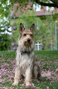 berger picard sitting down on a bed of flowers enjoying the outdoors