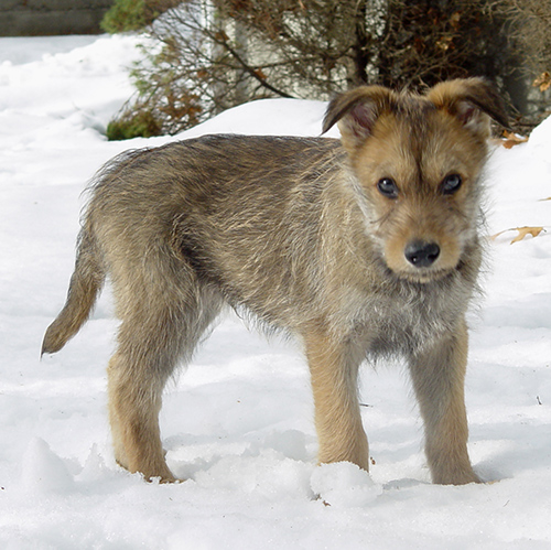 berger picard puppy standing in the snow looking for something to do