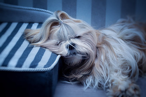 best dog breeds for lazy families