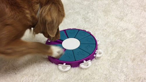Image of dog playing with one of the best dog puzzle toys