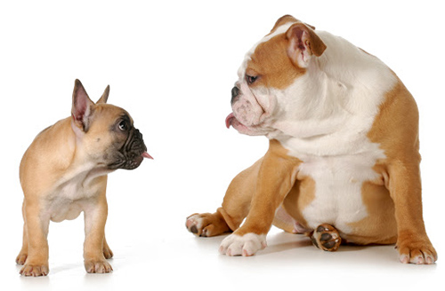 An English Bulldog and French Bulldog looking at each other