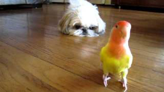 best friends shih tzu