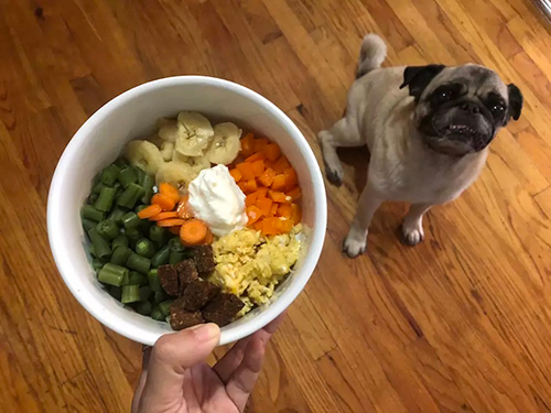 best homemade dog food recipes