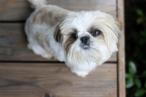 best place to purchase a shih tzu
