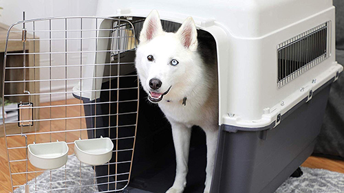 best plastic dog crate: image of dog in plastic dog crate