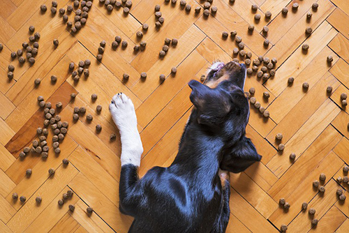 best types of dog food