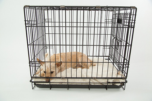 best wire dog crate: dog relaxing in wire dog crate