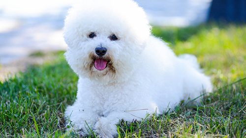 Bichon Frise laying on the grass without any worries whatsoever