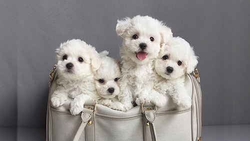 4 cutee Bichon Frise puppies in a laundry basket