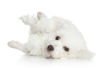 bichon-frise