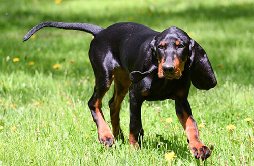 black and tan coonhound lifespan