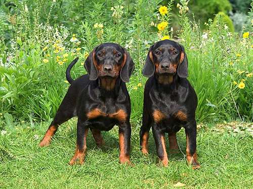 black and tan coonhound puppies