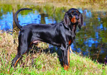 black and tan coonhound rescue