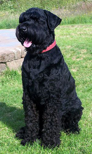 black russian terrier dog sitting on the grass being a good boy