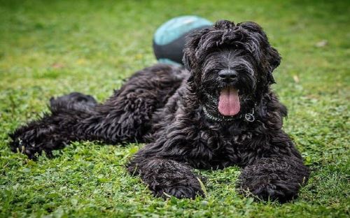 Black Russian Terrier being lazy on a hot day