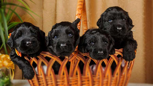 Four adorable black russian terrier puppies for sale in a basket