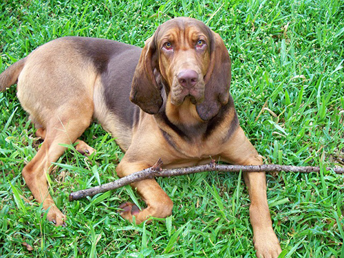 Bloodhound taking time from his stick to look at the camera for a picture